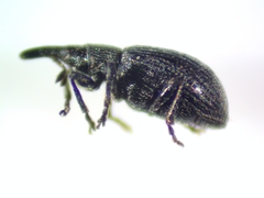Brentidae