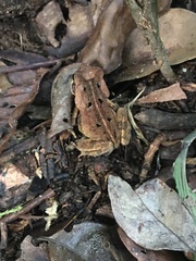 Rhinella crucifer