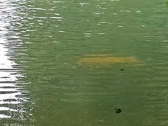 Cyprinus rubrofuscus