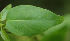 Metastelma decipiens