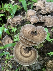 Trametes menziesii