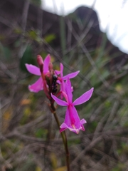 Epidendrum × gransabanense