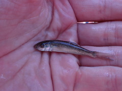 Catostomus catostomus