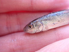 Catostomus catostomus