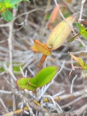 Epidendrum × gransabanense