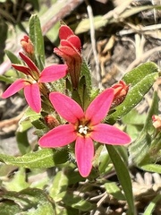 Collomia biflora