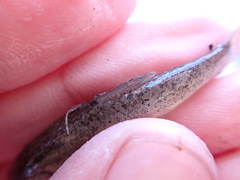 Catostomus catostomus