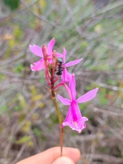 Epidendrum × gransabanense