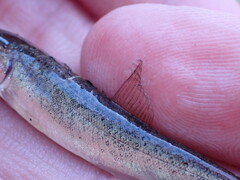 Catostomus catostomus