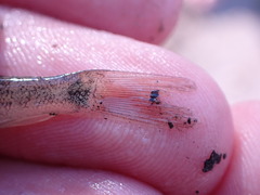 Catostomus catostomus