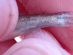Catostomus catostomus