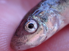 Catostomus catostomus