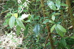 Aextoxicon punctatum