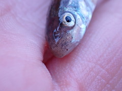 Catostomus catostomus