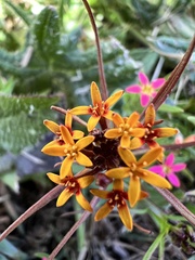 Quinchamalium chilense