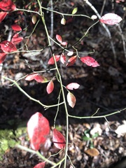 Vaccinium elliottii