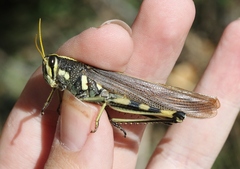 Schistocerca albolineata