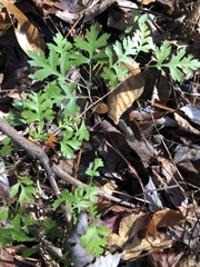 Crataegus marshallii