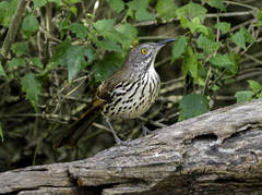 Toxostoma longirostre