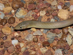 Delma nasuta