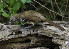 Toxostoma longirostre