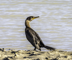 Nannopterum brasilianum