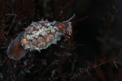 Pusula solandri