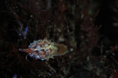 Pusula solandri
