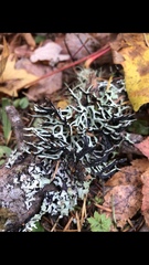 Hypogymnia duplicata