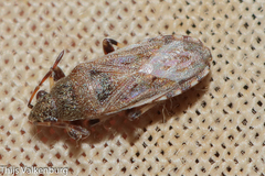 Heterogaster artemisiae