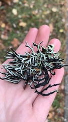 Hypogymnia duplicata