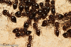 Crematogaster auberti