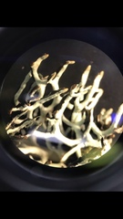 Hypogymnia duplicata