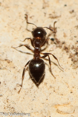 Crematogaster auberti
