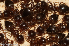 Crematogaster auberti