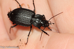 Licinus