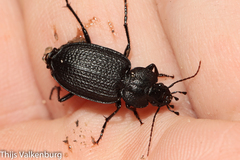 Licinus