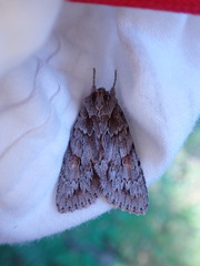 Andropolia
