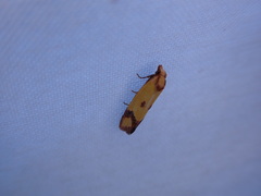Agapeta zoegana