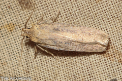 Platyedra subcinerea