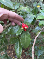 Ochna
