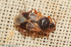 Lyctocoris