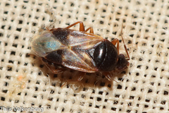 Lyctocoris