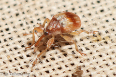 Nanophyinae