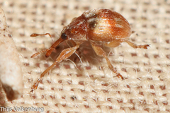 Nanophyinae