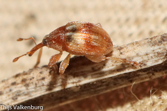 Nanophyinae