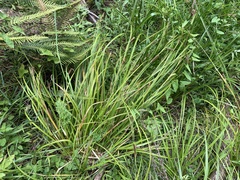 Carex ochrosaccus