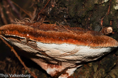 Inocutis tamaricis