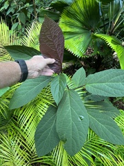 Clerodendrum quadriloculare