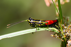 Meltripata antennata